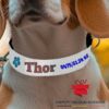 Collier pour chien résistant personnalisé pour votre animal de compagnie.