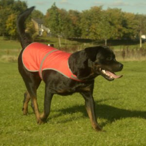 Veste fluorescente pour chien