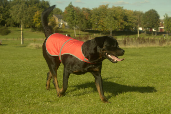 Veste fluorescente pour chien