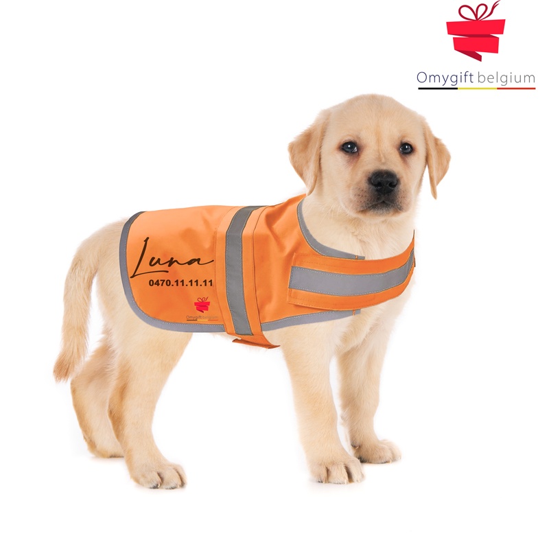 Veste fluorescente pour chien